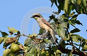 Red-backed shrike. Lanius collurio sits on a branch