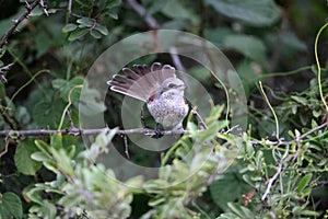 The red-backed shrike (Lanius collurio) in South Africa