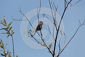 Red-backed shrike, Lanius collurio, in a tree