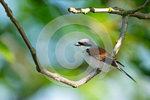 Red-backed Shrike,Lanius collurio. In the wild