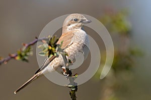 Red-backed Shrike,Lanius collurio. In the wild
