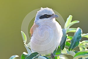 Red-backed Shrike & x28;Lanius collurio& x29; on an Willow