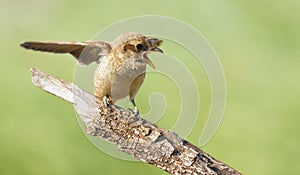 Red-backed shrike, Lanius collurio. A young bird asks for food from its parents