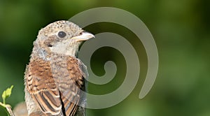 Red-backed shrike, Lanius collurio. A young bird sits on a branch. ÃÂ¡lose-up photo