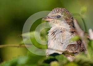 Red-backed shrike, Lanius collurio. A young bird sits on a branch. ÃÂ¡lose-up photo