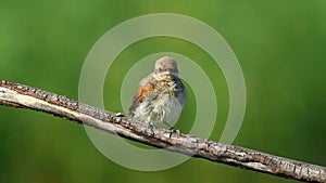 Red-backed shrike, Lanius collurio. A young bird is sitting on a branch, waiting for his parents to bring him food