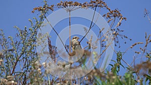 Red-backed Shrike Lanius collurio.  Young Shrike sits on a branch of an umbelliferous plant waiting for parents