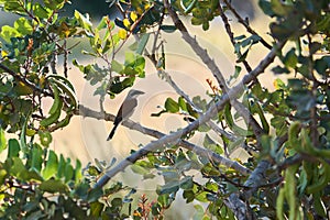 Red-backed shrike Lannius Collurio on the tree branch
