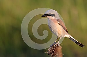 Red backed shrike - male photo