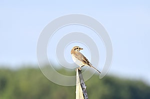 The Red-backed Shrike - male Lanius collurio is a member of the shrike family Laniidae. This bird breeds in most of Euro
