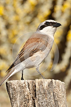 Red-backed shrike male. Lanius collurio, with yellow