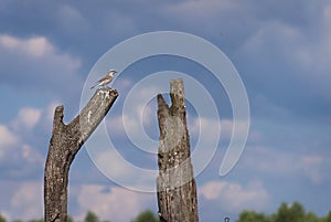 Red-backed shrike, male, perched on the verge of farmland and woodland in Irpin, Ukraine