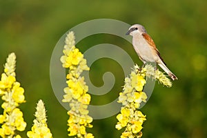 Red Backed Shrike on Mullein flower