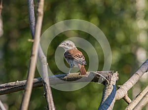 Red-backed Shrike nestling is sitting on a dry branch of a fallen tree