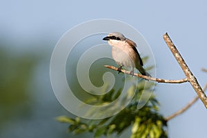 Red-backed Shrike perched on a branch in France