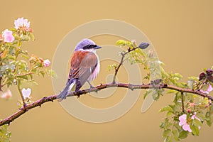 Red Backed Shrike perched on branch