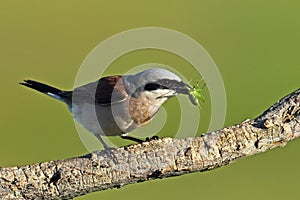 Red backed Shrike with prey in beak