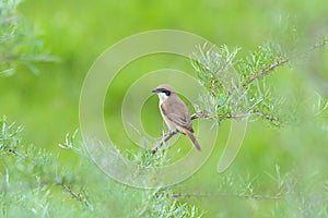 Red-backed Shrike preys on a green meadow