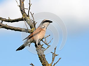Red-backed shrike sitting on a branch