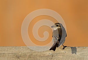 Red-backed shrike turning its head