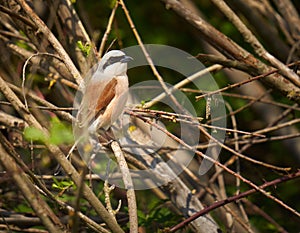 Red backed shrike on a twig