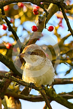 Red-backed Shrike young bird sitting on a hawthorn twig at sunset.