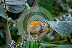 Red-backed squirrel monkey in Manuel Antonio National Park, Quepos, Costa Rica