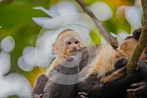 Red-backed squirrel monkeys in Manuel Antonio National Park, Quepos, Costa Rica