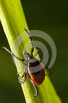 Red backed tick on green leaf