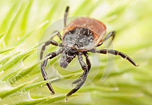 Red backed tick on a green plant