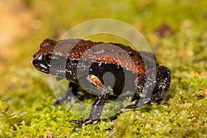 Red-backed Toadlet