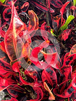 Red background of fiery Croton leaves with intense color and wild curves