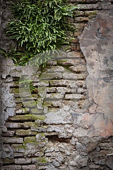 Red background of old vintage brick wall texture. Close-up view of a stone brick wall with grapes curling on the wall.