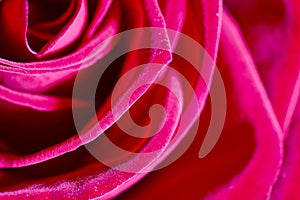 Red background. Red rose petals close-up.Abstract red natural background.