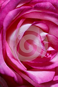 Red background. Red rose petals close-up.Abstract red natural background.