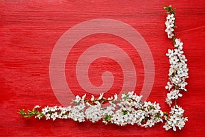 Red background with spring blooming branch of plum trees. Holiday background