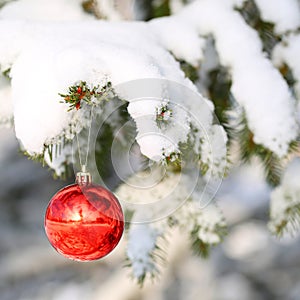 Red Ball on Christmas tree branch, covered with Snow. Outside.
