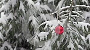 Red ball, Christmas tree toy hangs on a Christmas tree in a snowy winter forest