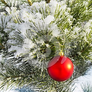 A red ball hangs on a snow-covered fir branch. There are large snowflakes. New Year and Christmas concept