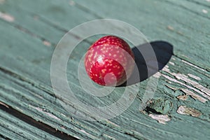Red Ball Oak Wasp Gall - Cynipidae