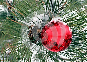 Red Ball Ornament on natural evergreen with snow