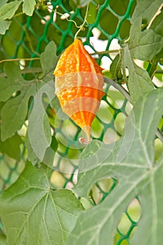 Red balsam pear