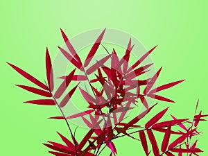 Red bamboo leaves isolated in bright green background