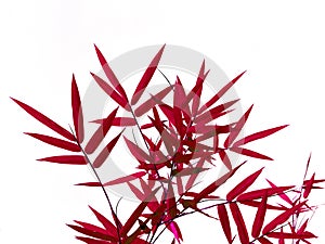 Red bamboo leaves isolated on white background