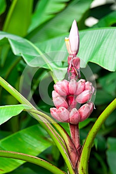 Red Banana