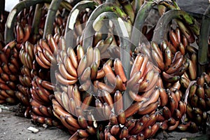 Red banana bunch-Musa acuminata 'Red Dacca photo