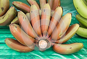 Red banana bunch-Musa acuminata 'Red Dacca