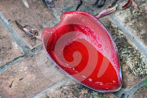 Red Banana Flower Leaf