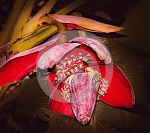 Red banana flower