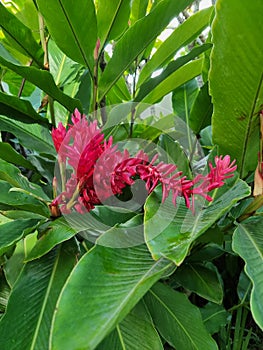 Red Banana Flowers species very contras color